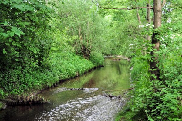 Pfadfinder-Schwanenstatd_Lagerplatz-003